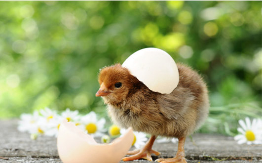 Automated Layer Cages To Raise Chickens To Improve Egg Production Efficiency Poultry Farming 