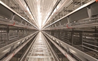 The Efficiency and Benefits of Automatic H Type Layer Battery Cages
